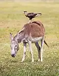Un caracara huppé monté sur le dos d'un âne dans le Parque Nacional de Jericoacoara (pt)