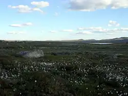 Zone humide dans la partie centrale du parc, près du lac Nordmannslågen.