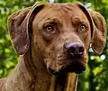 portrait chien mâle adulte Rhodesian ridgeback nez foie yeux ambres- livernose.
