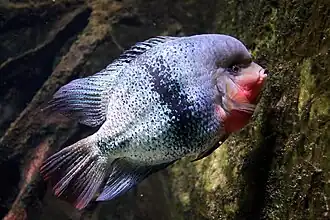 Vieja synspila ou Paraneetroplus synspilus