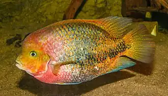 Vieja malanura.