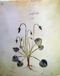 Folio 148v, violette