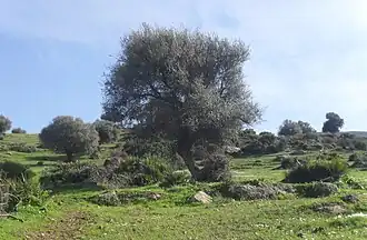 Talassa