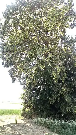 Vieux tilleul.