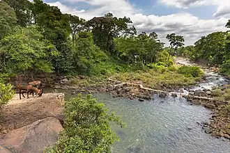 Vue d'en haut sur la rivière Tad Lo, avec passerelle temporaire en bois et chèvres brunes sur des rochers, plateau des Bolovens. Juin 2019.