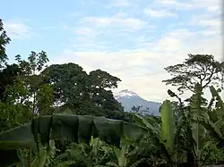 Le Mawenzi depuis des plantations de bananiers mêlées à des espèces de la forêt pluviale. Cette pratique a l'avantage de diminuer les besoins en eau des espèces introduites grâce à l'ombrage.