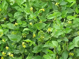 Vigna luteola.