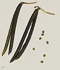 Gousses (muséum de Toulouse).