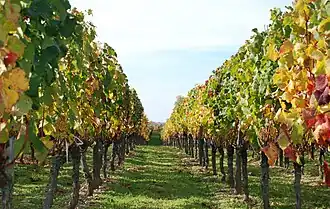 Lalande-de-Pomerol