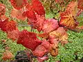 Vigne en automne.