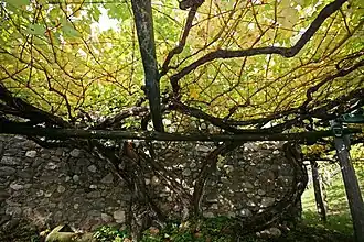 Vigne de plus de 350 ans à Castel Katzenzungen, dans le Trentin-Haut-Adige