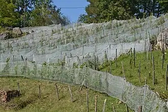 Vignes en terrasses à Chasteaux.