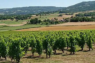 Image illustrative de l’article Côtes-d'auvergne