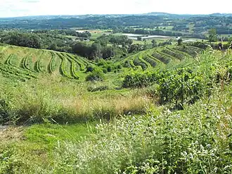 Coteaux du Saillant-Vézère vers la Chartroulle.