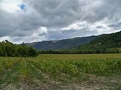 Vignes.