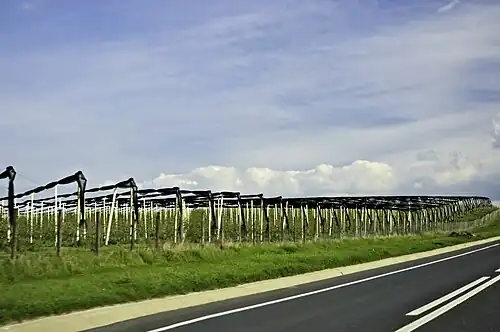 Vignes de Transylvanie en conduite haute (Roumanie).