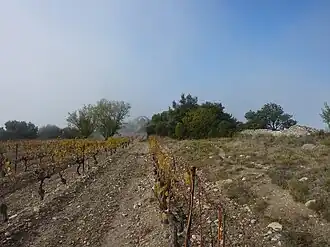 Début de l'oppidum des Courens avec ses vestiges de défense sur la droite