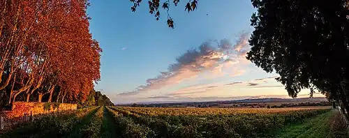 Vignoble de la Nerthe