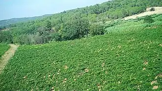 Vignoble de Corbières-boutenac