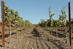 Vignoble de Napa Valley.