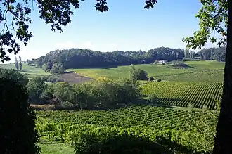 Image illustrative de l’article Saussignac (AOC)