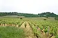 Vue des Clos des Montaigus (premier cru) et du château de Montaigu.
