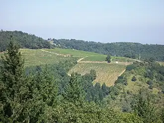 Image illustrative de l’article Côtes-du-forez