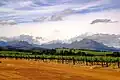 Vignes sur saprolite à Stellenbosch.