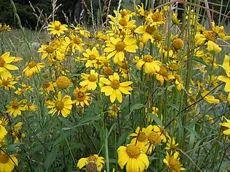 Description de l'image Viguiera multiflora (4942352052).jpg.