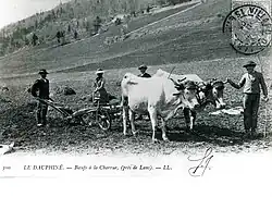 Carte postale en noir et blanc. Deux bœufs tractent une charrue dans une vallée.