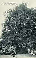 L'arbre de la Liberté vers 1900.