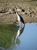 Héron cendré sur le bord de la Réserve