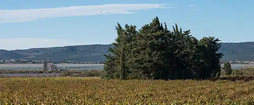 Vue de la garrigue.