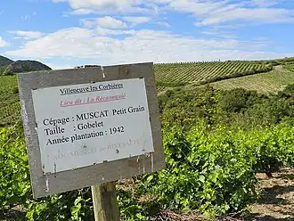 Image illustrative de l’article Muscat de Rivesaltes