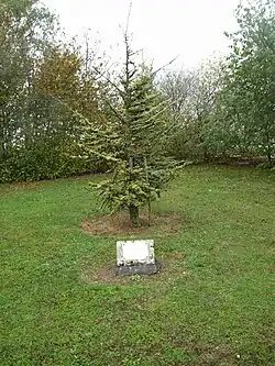 Arbre mémorial.