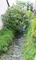 Le ruisseau d'Aujeurres.