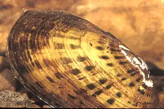 Villosa taeniata