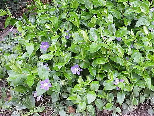 Habitus