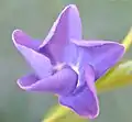 Préfloraison contortée de la petite pervenche