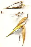 Graines de Vincetoxicum hirundinaria.