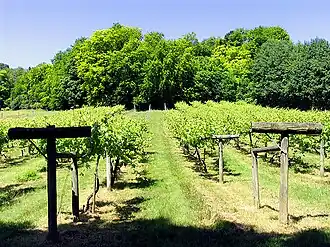Vignes conduites sur cruzeta à Bozedown près de Whitchurch-on-Thames.