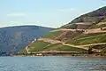 Vignobles en coteaux sur le Rüdesheimer Berg dominant le Rhin (Rheingau)