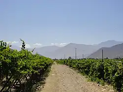 Vignoble.