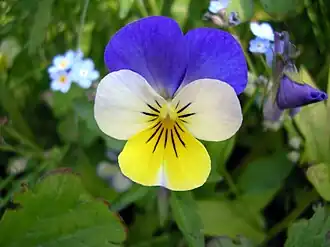 Fleur tricolore, violette, bleue et jaune.