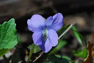 Description de l'image Viola affinis (5914710730).jpg.