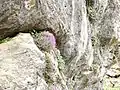 Violette de Cazorla en à Jaén en Andalousie.