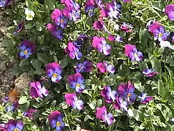 Viola 'Cornuta'.