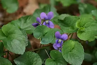Description de l'image Viola cucullata.jpg.