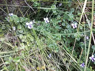 Description de l'image Viola eminii - linkie - 30699601.jpeg.
