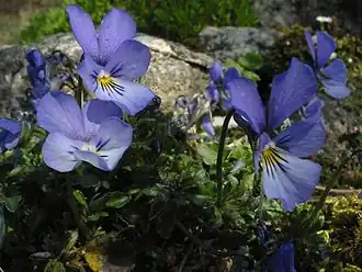 Description de cette image, également commentée ci-après